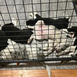 Border Collie Puppies from Roaring River Border Collies