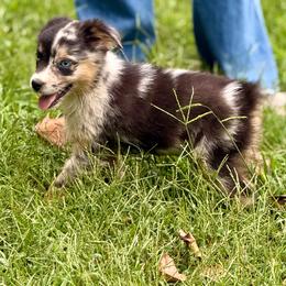 Rune - Blue merle male Miniature Australian Shepherd puppy in Patterson, North Carolina from DreamLine Aussies