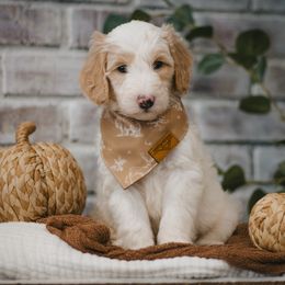 Harbor (Blue) - Fawn and white male Sheepadoodle puppy in Newport Beach, California from High Desert Doodles