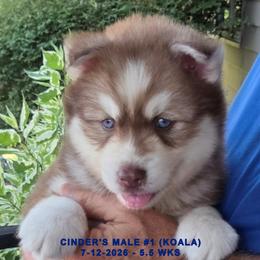 CINDER'S MALE 1 - Red and white male Siberian Husky puppy in Manilla, Iowa from Bruck's Siberian Huskies