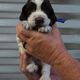 Dark Blue Collar - Liver and white male English Springer Spaniel puppy in Loris, South Carolina from Palmetto Springer Spaniels