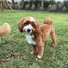 Goldendoodle Puppies from Coastal Crown Doodles
