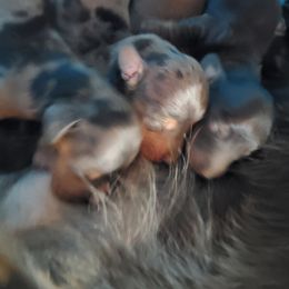 Dachshund Puppies from Lauren Shipley