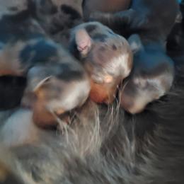 Dachshund Puppies from Lauren Shipley