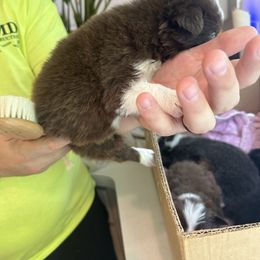 Border Collie Puppies from Athena’s Collies