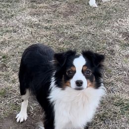 Duffy - Toy Australian Shepherd