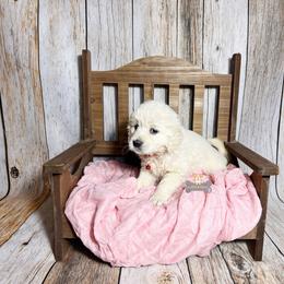 Cookie - Light golden female Golden Retriever puppy in Macks Creek, Missouri from Fluffy Buttz