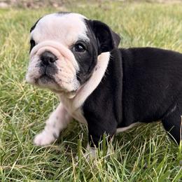 Deedee - Black tri-color female Bulldog puppy in Salem, Illinois from Itsabulldogthing