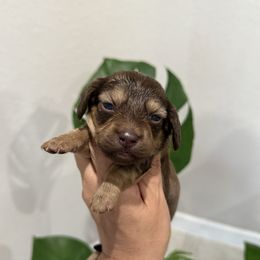 Cocoa 3600 - Cream female Dachshund puppy in Winter Haven, Florida from Dreamwork Dachshunds