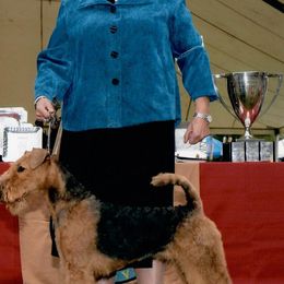 Airedale Terriers from Lynaire Kennels
