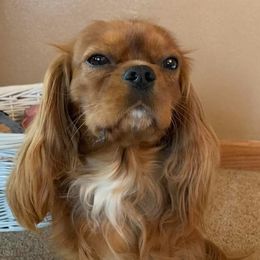 Cavalier King Charles Spaniels from Killian's Kennels LLC