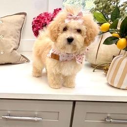 Lorelei - Cream female Maltipoo puppy in Buford, Georgia from Petite Posh Puppies