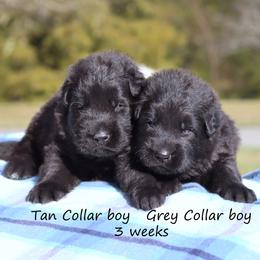 First Pick boy - Black male German Shepherd puppy in Elkmont, Alabama from Oakmont Shepherds
