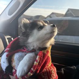 Ella - Tri-color female Pomsky puppy in Grandview, Washington from Alyssa’s Pomskies