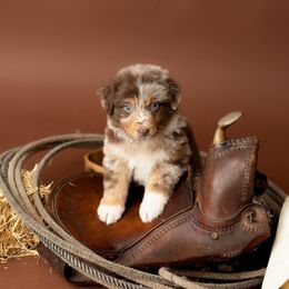 Australian Shepherd Puppies from Morton’s Farm