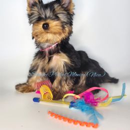 Yorkshire Terrier Puppies from Simply Perfect Yorkies