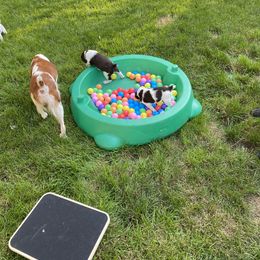 Brittany Puppies from SeaBreeze Brittanys