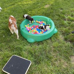 Brittany Puppies from SeaBreeze Brittanys