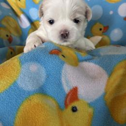 Snickers - male Shih Tzu puppy in Kettering, Ohio from The Ruff Life Tribe