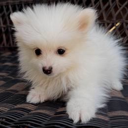 Knox - White male Pomsky puppy in Amarillo, Texas from Pom Pom Pomskies