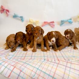 Cavapoo puppies from Copper Lane Aussies, Doodles & Cavapoos