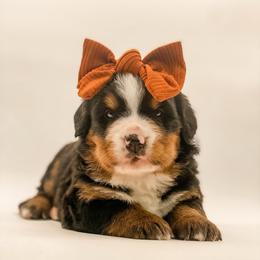Dolly Parton - Black rust and white female Bernese Mountain Dog puppy in Hudson, Indiana from TurkeyCreek-K9