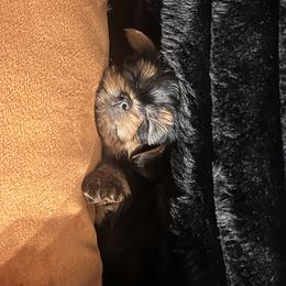 Yorkshire Terrier puppies from Tiny Tails Yorkies