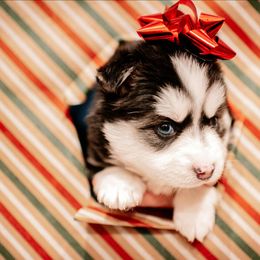 Kentenia - Black and white female Pomsky puppy in Mc Callsburg, Iowa from SZ Rolling Acres LLC