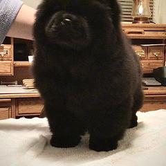 B.B. - Chow Chow puppy in Marengo, Iowa from Imagine Chows