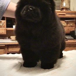 B.B. - Chow Chow puppy in Marengo, Iowa from Imagine Chows