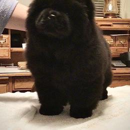 B.B. - Chow Chow puppy in Marengo, Iowa from Imagine Chows