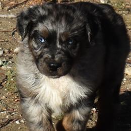 SLATE - Blue merle male Australian Shepherd puppy in Nowata, Oklahoma from 4Feathers
