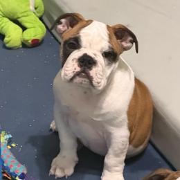 Ginny Weasley - Teal Collar - Fawn and white female Bulldog puppy in Krum, Texas from K & K Little Blessings