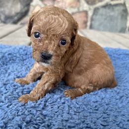 Biscuit - Red male Cavapoo puppy in Camden, Michigan from FurEver Friends Finder