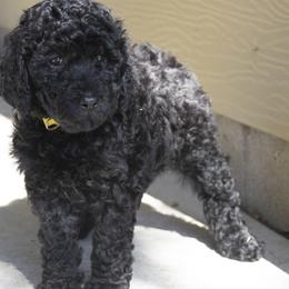 Poodles from Timberlea kennels
