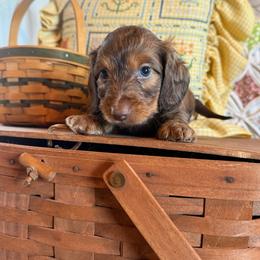 Kolter - Chocolate and tan male Dachshund puppy in Cabool, Missouri from Hidden Valley Farms