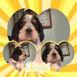 Kringle - Black white and tan male English Springer Spaniel puppy in Westover, Maryland from Sterling's springer Haven