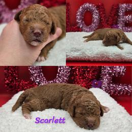 Scarlett - Red female Bernedoodle puppy in Summerville, South Carolina from Channys Doodles