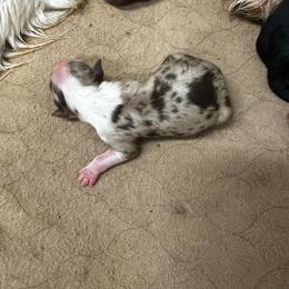 Tanner - Red merle male Australian Shepherd puppy in Asheboro, North Carolina from Stellar Aussies