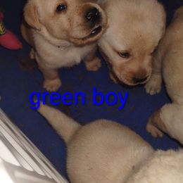 Green collar boy - Yellow male Labrador Retriever puppy in Nacogdoches, Texas from Westlane Dogs
