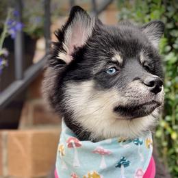 Amren - Tri-color Pomsky puppy in Greenville, South Carolina from Thicketty Mountain Pomskies
