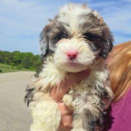 Brittney - Blue merle female Aussiedoodle puppy in Galena, Illinois from Perry's doodles
