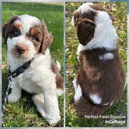 Boy 2 - Brown and white male Aussiedoodle puppy in Hillsboro, Illinois from Perfect Paws Puppies