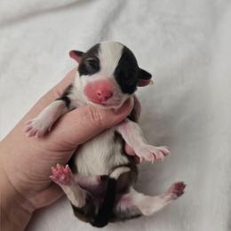 5. Red sable female - Sable female Pembroke Welsh Corgi puppy in Deming, New Mexico from Dragon Ridge Corgis