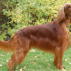 Irish Setters from ODMAD Dog Training
