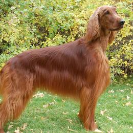 Irish Setters from ODMAD Dog Training