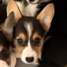 Girl 2 - Sable female Pembroke Welsh Corgi puppy in Sacramento, California from 777 Corgis