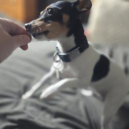 Beth - Toy Fox Terrier