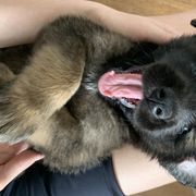 Leonberger Puppies from Yvain Leonbergers, LLC