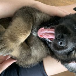 Leonberger Puppies from Yvain Leonbergers, LLC
